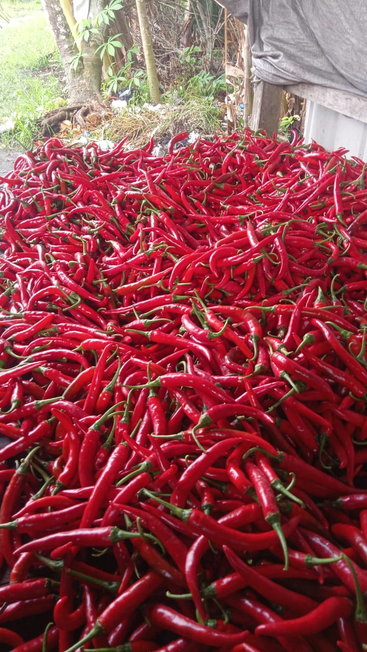 Cabai merah besar di kelurahan Tangkiling 